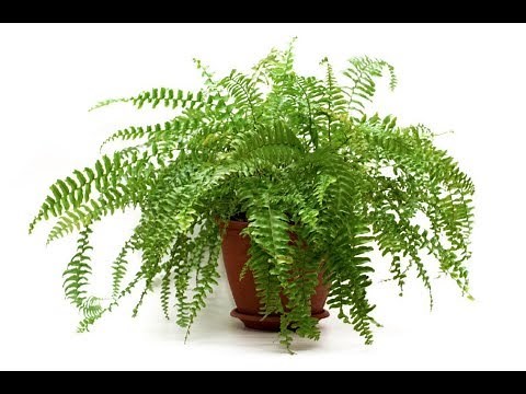 How to Propagate Boston Fern plant/How to divide fern plant!!!