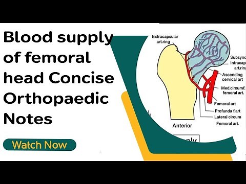 Blood supply of femoral head Concise Orthopaedic Notes | Orthopaedic Academy