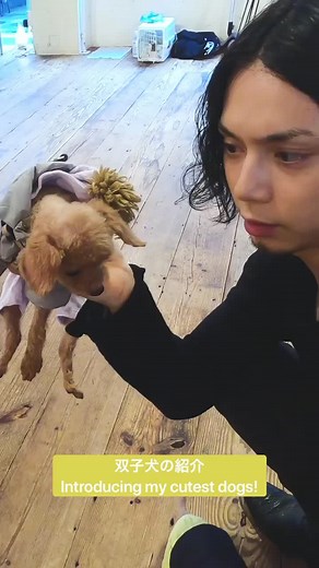 ペットの紹介-introducing my pets🐶 #犬のいる生活 #犬バカ #ペットのいる生活 #ペット