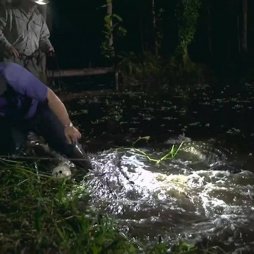 118K views · 2K reactions | Be careful of the gators and ghouls tonight. Happy Halloween  | Swamp People on History | Facebook