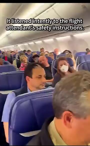 Ultimate Dog Travel Goals: A Compilation of Pups Who Know How to Ride! 🥰🚂✈️