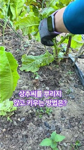 #자연인광현이 #상추 #꿀팁 #브이로그