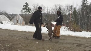 36K views · 438 reactions | This pitbull shocked us all with his incredible jumping ability! #dog #protectiontraining #ddk9 | Marlon Grennan | Facebook