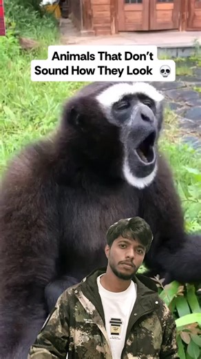 Suhaib Akram S on Instagram: "Weird Animals That Don’t Sound How They Look You ever see an animal and expect a deep scary noise… and then it sounds like a squeaky toy? Some predators chirp. Some huge animals whistle. Some just make noises that don’t match the face at all. Your brain literally can’t process it. The last one had me replaying it 😭 Which one caught you off guard? 👇 🎥 Credits: @inverse, @therealtarzann, @harrycollinsphotography, @ JaclynMerica Photography 📩 DM for removal or cred