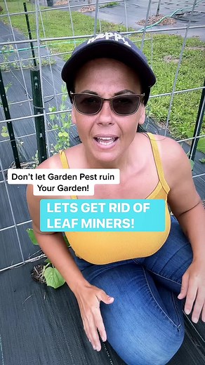 Defeating Leaf Miners in Your Garden: Best Tips and Methods