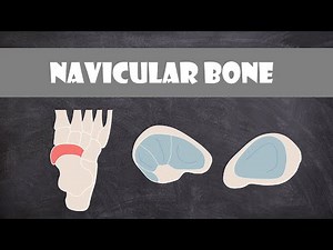 Navicular Bone Structure | Anatomy