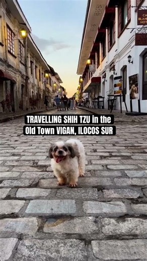 The Traveling Shih Tzu in the very Heart of Old Town Vigan, Ilocos Sur