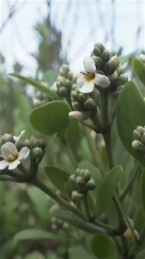 Mangrove forests showing signs of recovery after years of destruction