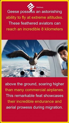 Geese Fly HIGHER Than Planes! | Amazing Bird Facts