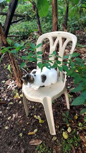 Una gata curiosa #shorts #short #shortsviral #shortsfeed #shortsvideo #shortvideo #shortvideos #cat