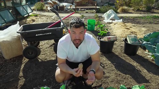 How to Grow Potatoes in Buckets