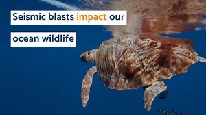 1K views · 32 reactions | Seismic testing is the first step in oil and gas exploration in our oceans. If the tests are successful, the next step is exploratory drilling. Sadly, seismic blasting is allowed in marine national parks under Australian law. But we can change this. Add your name now to stop seismic testing in marine parks - https://bit.ly/NoSeismicBlasts | Australian Marine Conservation Society | Facebook