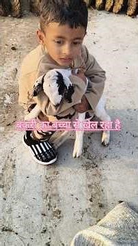 बकरी का बच्चा से खेल रहा है 🌄 ll YouTube short video ll short viral#trendingshorts
