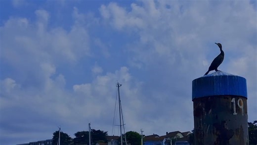 Afternoon Everybody Little trip out with Kyla on the Kyla C | MR FISH