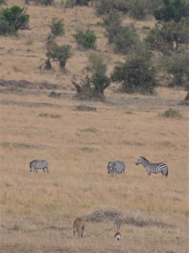 A powerful lioness moves slowly through the dry African grassland, crouching low and staying perfectly concealed as she locks her focus on potential prey. But this time, a cautious Thomson’s gazelle is watching closely from behind, carefully keeping its distance from the stealthy predator. Meanwhile, a small herd of zebras grazes peacefully in the background, completely unaware of the intense drama unfolding just ahead. This is Africa at its most raw, every step matters, every moment counts, and