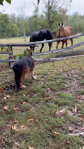 Meeting my neighbor’s horses was so much fun! | Kalvin the German German Shepherd