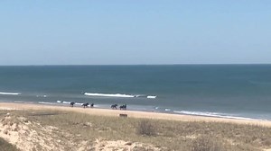 12K views · 823 reactions | Did you meet Ducky during the livestream this morning? Here’s a video of the entire harem running down the beach right before they were taken to the rescue farm. Read their story and see photos of their adventures: https://www.corollawildhorses.com/six-of-one-half-dozen-of-the-other/ You can sponsor Ducky and help with his daily care and training: https://www.corollawildhorses.com/horse-sponsorships/ | Corolla Wild Horse Fund | Facebook