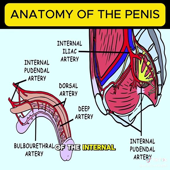Anatomy Of The Penis - Part 3 #fyp #foryou #health #anatomy