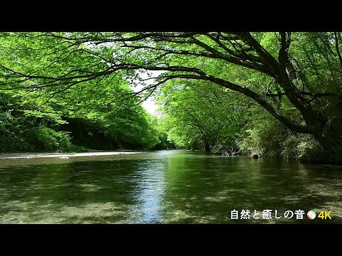 【自然の音】新緑の季節と川のせせらぎ、癒し、睡眠、リラックス、作業用【３時間】