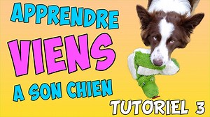 24K views · 1K reactions | La commande "Viens " est avec le "Assis"...