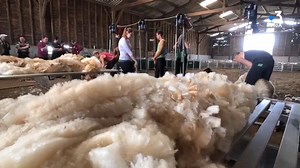 1 mouton, 2 moutons, 3 moutons... Non ne dormez pas ! Ouvrez les yeux sur la commune du Dorat, considérée comme la capitale de la Basse Marche, à environ 60 km au Nord de Limoges. Le temps d’un week-end, Le Dorat devient la capitale mondiale de la tonte de moutons en accueillant pour la première fois en France, le Championnat du monde, concours crée en 1977. | France 3 Nouvelle-Aquitaine