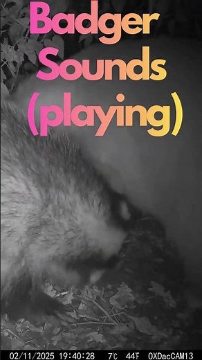 Badger Sounds (playing) #wildlife #badgers #conservation #packham #ecology #cotswolds