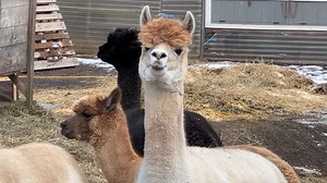 Alpaca alarms the herd