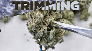 Complete Guide on How to Trim and Manicure Marijuana Buds, Weed Flowers - HWGROW - How to Grow at Home - Tutorials and Reviews
