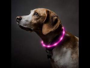 LED Dog Collar | How Can Be Cut & Still Work？| Bseen