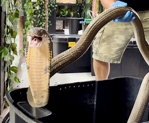 13K views · 171 reactions | Handling my two big King Corbas; Thor and Goldie! TO GET YOUR OWN DINGO MERCH https://bit.ly/dingosmerch TO JOIN ME IN AFRICA on our volunteer program send an email to bookings@dingowild.com TO SUPPORT ME FINANCIALLY donate here https://www.paypal.com/paypalme/DingoDinkelman TO JOIN OUR PATREON and get exclusive access to all of our content and merch click here https://www.patreon.com/Dingowild | Dingo | Facebook