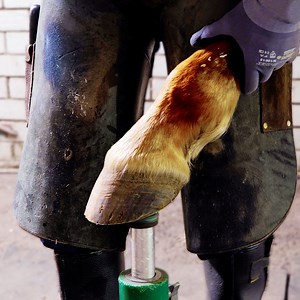 Horse care routine 🐴 Watch with sound! | 5-Minute Crafts