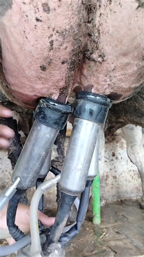 From Milking Machine to Fresh Milk & Teat Dip 🐄🥛
