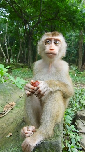 Very cute and lovely🧡 | Love Monkey