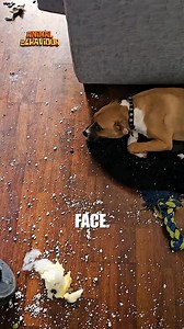 10K views · 119 reactions | “When the dog makes a mess, but his face says he’s innocent! ” #DogMischief #InnocentFace #PetShenanigans #DogsOfInstagram #DogLife | Animals Behavior | Facebook