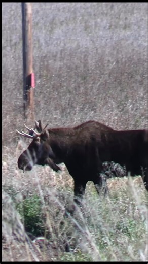 Moose crossing the road | ND Wildlife and Landscapes