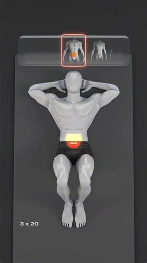 #3D_Fitness #Anatomy #Bodybuilding #Gym_Technique #Weightlifting #Biomechanics