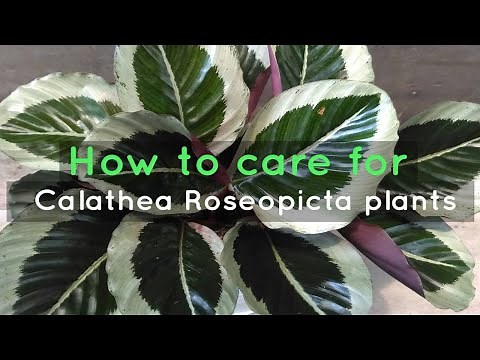 Everything You Need To Know About Calathea Roseopicta Plant