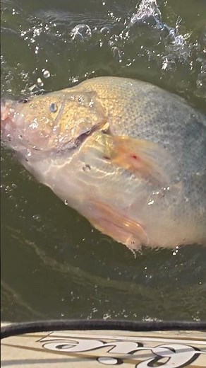 Fat Fish Release #fishing #catchandrelease #kayakfishing