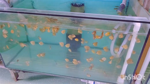 5.1K views · 75 reactions | 5cm fish feeding with ROYAL MENU size M....