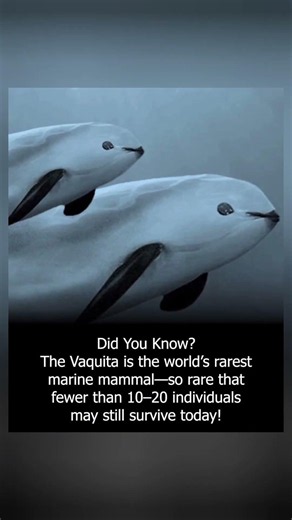 Meet the Vaquita (Phocoena sinus), the smallest and rarest marine mammal on Earth. ⏬️⏬️