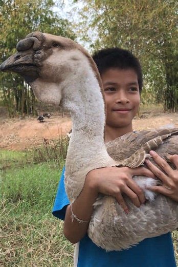 ก่อนถ่าย ขออนุญาตน้อง ผู้ปกครองเรียบร้อยนะคะ 🥰🙏🏻 #gamegooseห่านสวยงาม #ห่านหัวสิงโตร้อยเอ็ด