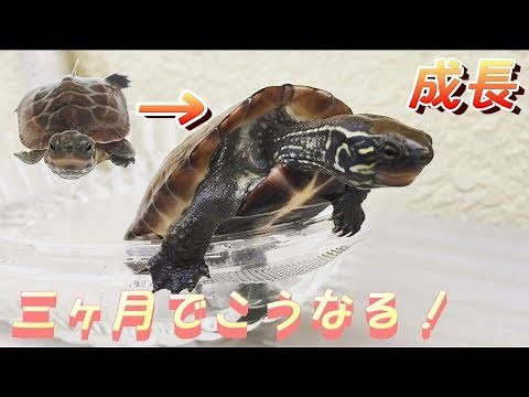 クサガメベビーつくの成長期11 亀、三ヶ月でこうなる。 ゼニガメ 赤ちゃん かわいい なつく 子亀 成長 Baby turtle after three months