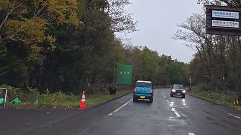 Brown bear sighting on roadside in Shiretoko Peninsula, Hokkaido, Japan