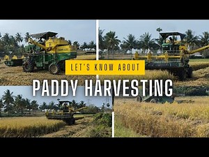 How We Harvest Paddy: A Close-Up Look at the Process #ricecultivation #harvesting #farming #tractor