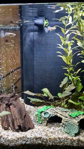 My First Aquarium | First Fish & Guppies