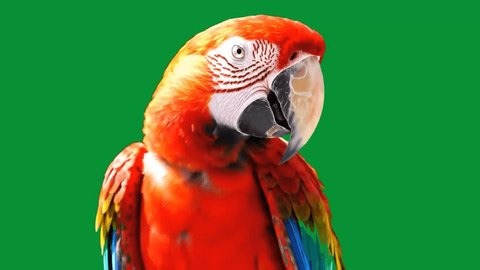 clip-4007006761-scarlet-macaw-parrot-displaying-brilliant-red-blue