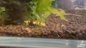 Meet the Fancy Black Tiger Shrimp – the epitome of elegance for your aquarium! ✨ With their striking black and white stripes, these beauties are more than just eye candy; they help keep your tank clean too. Perfect for adding a touch of sophistication and balance to any aquascape. #FancyBlackTigerShrimp #AquariumLife #ShrimpKeeping | Pet Zone Tropical Fish, San Diego, California | Facebook