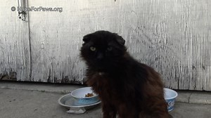 17K views · 847 reactions | Only 8 days until Halloween, so it's time for another Halloween rescue (GRIMM), +++PLUS+++ I just uploaded a NEW rescue video of a kitten named AZALEA to our channel: https://www.youtube.com/watch?v=7_UAqWHDZmQ  If you haven't done so yet, please subscribe to our channel and help us grow so many more lives can be saved. It's a small FREE click, and it will give someone the gift of a happy life. Thank you so much! ❤ Eldad | Hope For Paws | Facebook