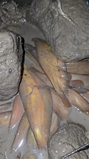 4.8M views · 42K reactions | Unbelievable Catfish Hunting From Mud #reelvideo #catchingfish #catfishing #villagefishing | Daily Fishing Life | Facebook