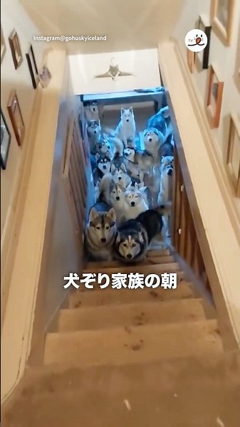 Morning of a dog sledding family｜PECO